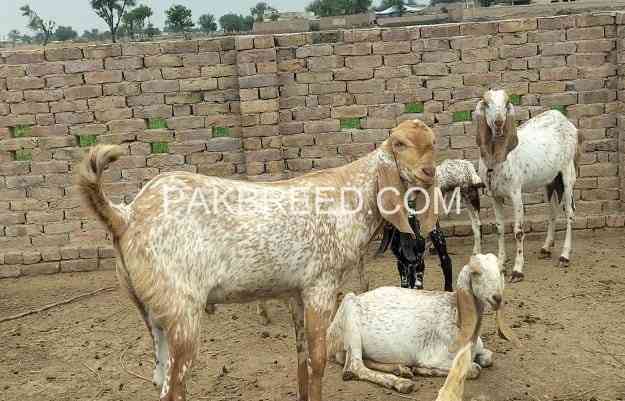 top-quality-qurbani-janwer-for-sale-big-0