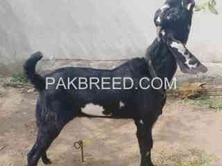 qurabani-k-liye-ready-bakra-for-sale