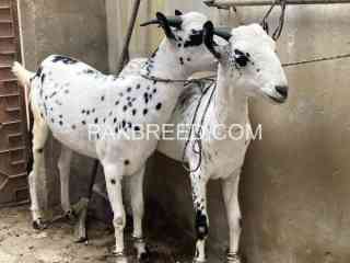 goat-pair-for-sale-in-karachi