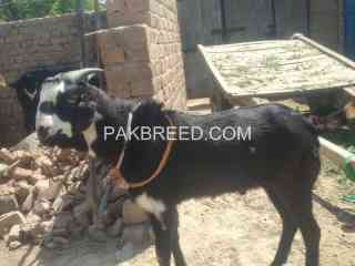 qurbani-bakra-for-sale