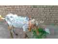 desi-katti-makkhi-chini-bakri-for-sale-small-0