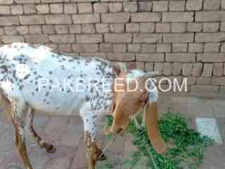 desi-katti-makkhi-chini-bakri-for-sale