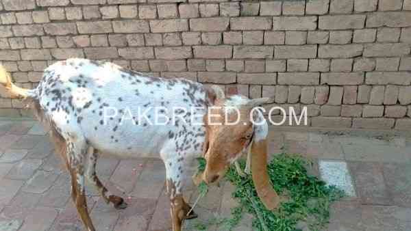 desi-katti-makkhi-chini-bakri-for-sale-big-0