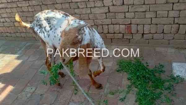 desi-katti-makkhi-chini-bakri-for-sale-big-1