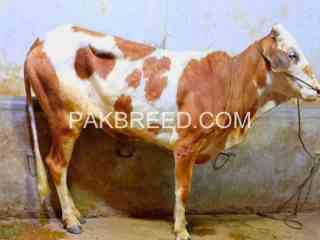 ablack-bachri-pink-nose-available-for-qurbani-2024