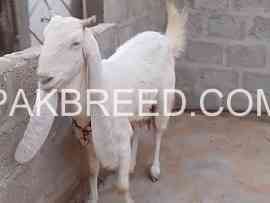 pure-gulabi-bakri-for-sale-in-karachi