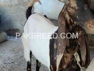 kamori-khassi-bakra-for-qurbani-2024-fresh