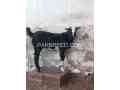 2-dant-bakri-male-bacha-3-mahine-ka-for-sale-small-0