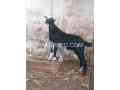 2-dant-bakri-male-bacha-3-mahine-ka-for-sale-small-2