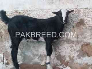 2-dant-bakri-male-bacha-3-mahine-ka-for-sale