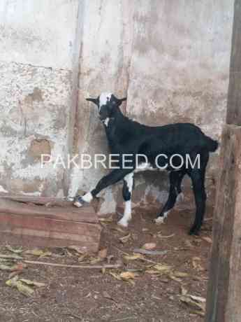 2-dant-bakri-male-bacha-3-mahine-ka-for-sale-big-1