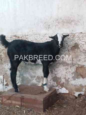 2-dant-bakri-male-bacha-3-mahine-ka-for-sale-big-0