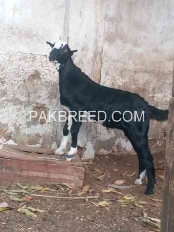 2-dant-bakri-male-bacha-3-mahine-ka-for-sale-big-2