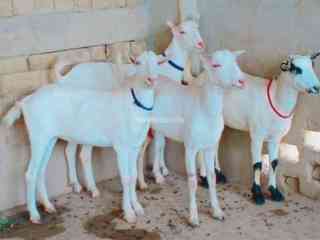 top-quality-qurbani-janwer-for-sale