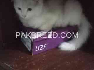 femal-cat-for-sale-in-rawalpindi