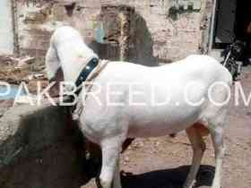 goat-for-sale-in-karachi