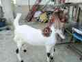 qurbani-k-leay-khasi-bakery-are-available-small-0