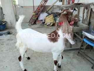 qurbani-k-leay-khasi-bakery-are-available