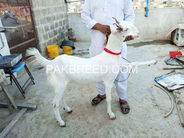 qurbani-k-leay-khasi-bakery-are-available-big-1