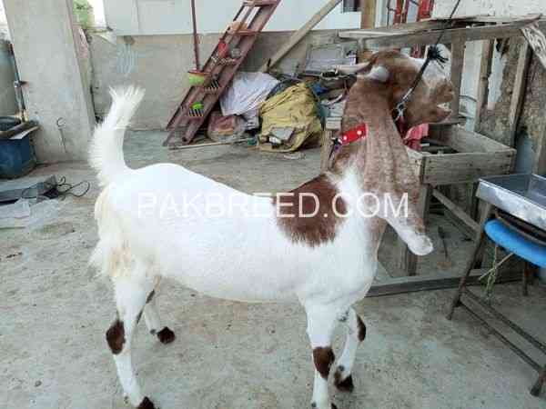 qurbani-k-leay-khasi-bakery-are-available-big-0