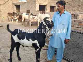 qurbani-k-leay-aadar-bakra-for-sale