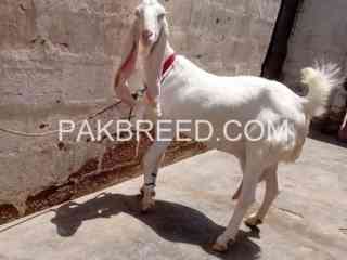 golabi-goat-for-sale-in-karachi