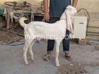 mashallah-high-quality-gulabi-male-for-sale-in-karachi