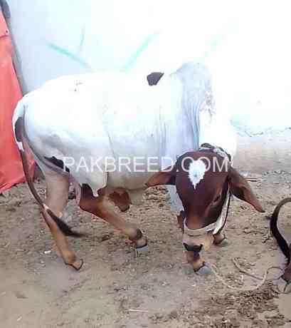 high-quality-qurbani-janwer-available-big-0