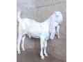 top-quality-gulabi-bakra-for-qurbani-is-available-in-karachi-small-1