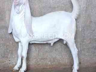 top-quality-gulabi-bakra-for-qurbani-is-available-in-karachi