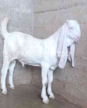 top-quality-gulabi-bakra-for-qurbani-is-available-in-karachi-big-1