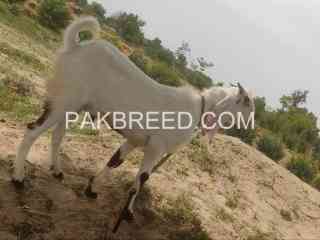 qurbani-k-leay-kheera-bkra-for-sale