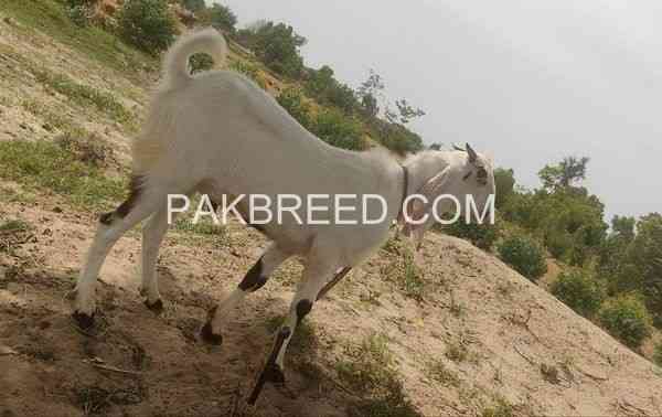 qurbani-k-leay-kheera-bkra-for-sale-big-0