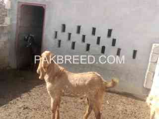 qurbani-k-leay-bakra-for-sale