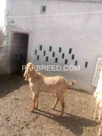 qurbani-k-leay-bakra-for-sale-big-0