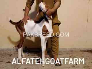 ablack-gulabi-bakra-for-qurbani-2024