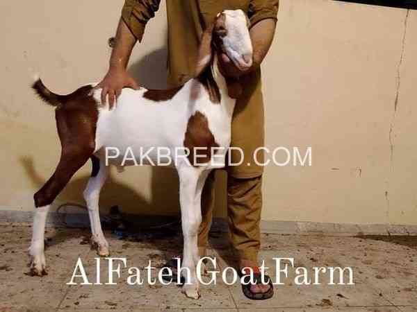 ablack-gulabi-bakra-for-qurbani-2024-big-1