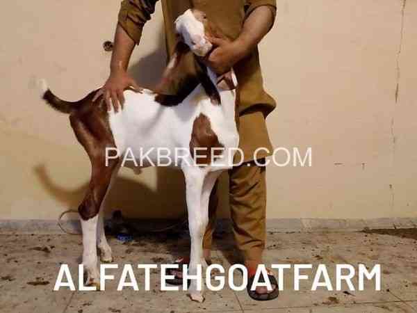 ablack-gulabi-bakra-for-qurbani-2024-big-0