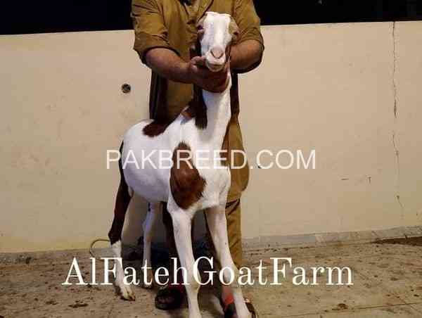 ablack-gulabi-bakra-for-qurbani-2024-big-2