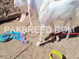 qurbani-bakra-for-sale-in-bhakkar