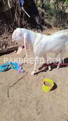 qurbani-bakra-for-sale-in-bhakkar-big-0