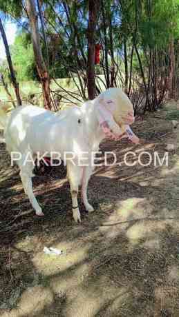 qurbani-bakra-for-sale-in-bhakkar-big-2