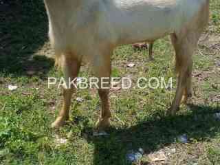 qurbani-janwer-for-sale-in-chakwal