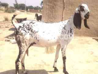 chini-goat-for-sale