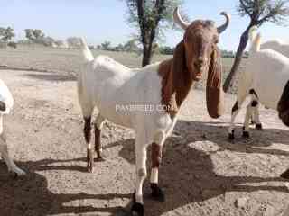 high-quality-qurbani-janwer-available