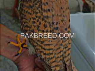 kestrel-falcon-male-for-sale-in-rawalpindi