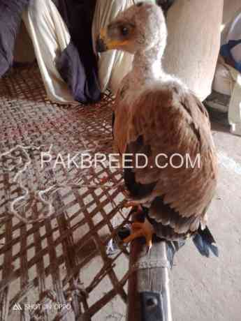 young-falcon-for-sale-big-1