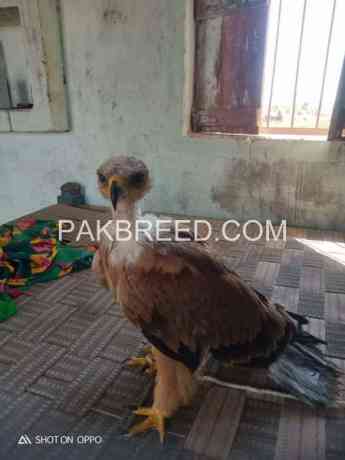 young-falcon-for-sale-big-0