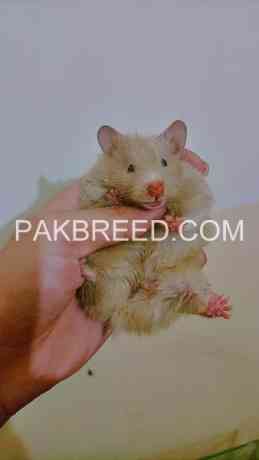 hamster-tripple-coated-available-in-lahore-big-2