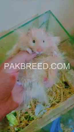 hamster-tripple-coated-available-in-lahore-big-0